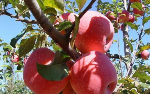 蘋果期貨能有夜盤交易嗎？蘋果期貨