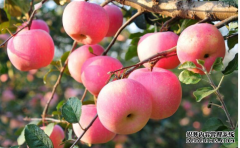 蘋果期貨套利還有機(jī)會(huì)?鋼材期貨可繼