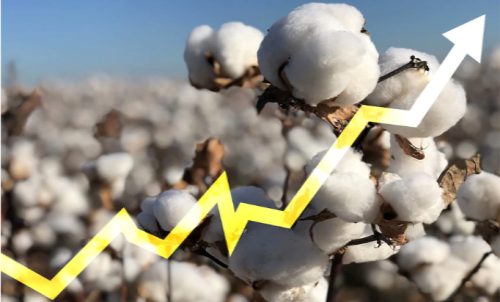 棉花期貨k線在哪里看？棉花期貨的特