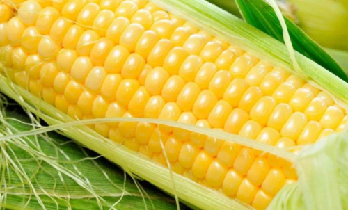 玉米期貨手續費在平今倉中有優惠嗎