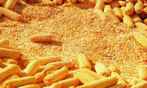 最近玉米期貨會大漲嗎？做一手玉米